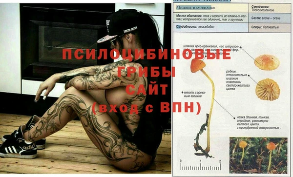 хмурый Магас