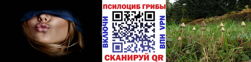мега ссылки  Нахабино  Псилоцибиновые грибы прущие грибы 